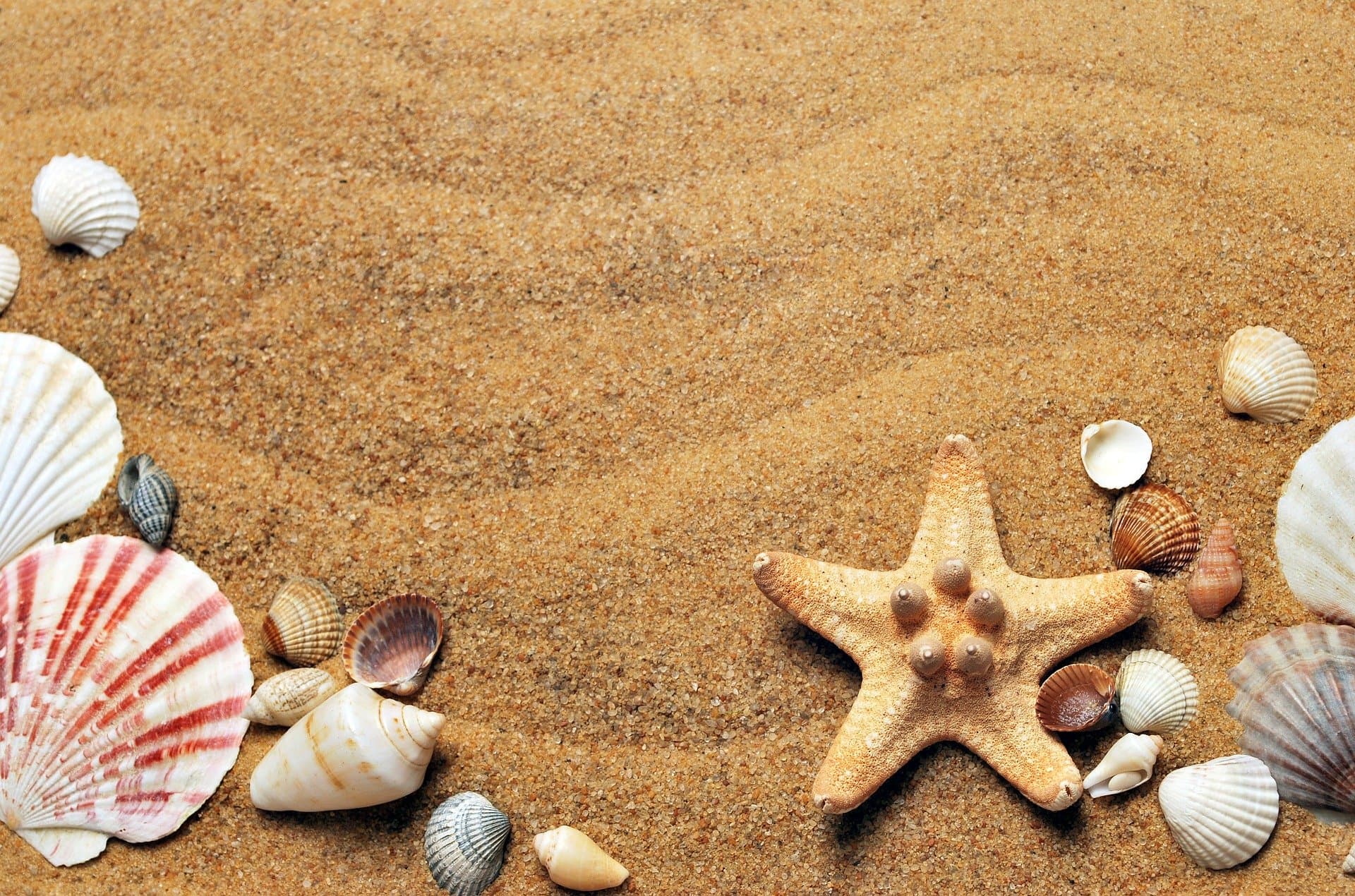 пляжный песок и ракушки