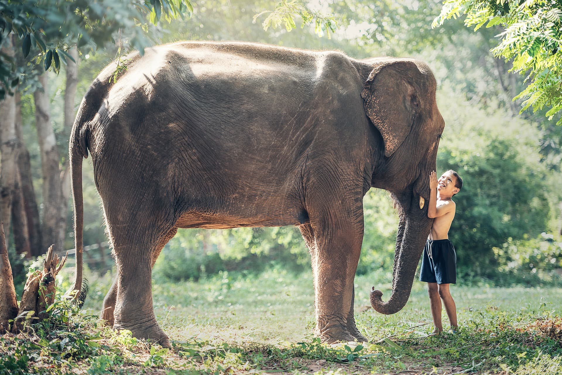 слон в тайланде